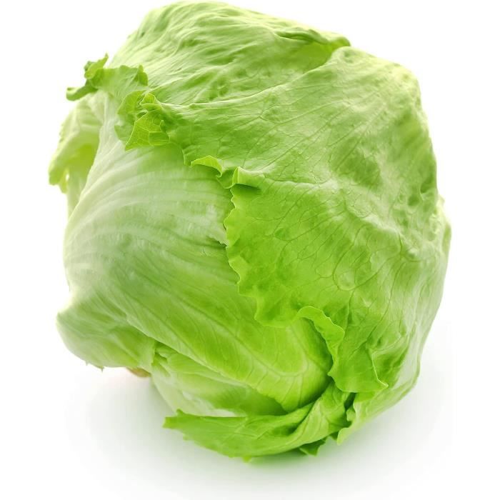 150 Graines Laitue Iceberg Reproductibles | SemiSauvage Potager | Semences Paysannes