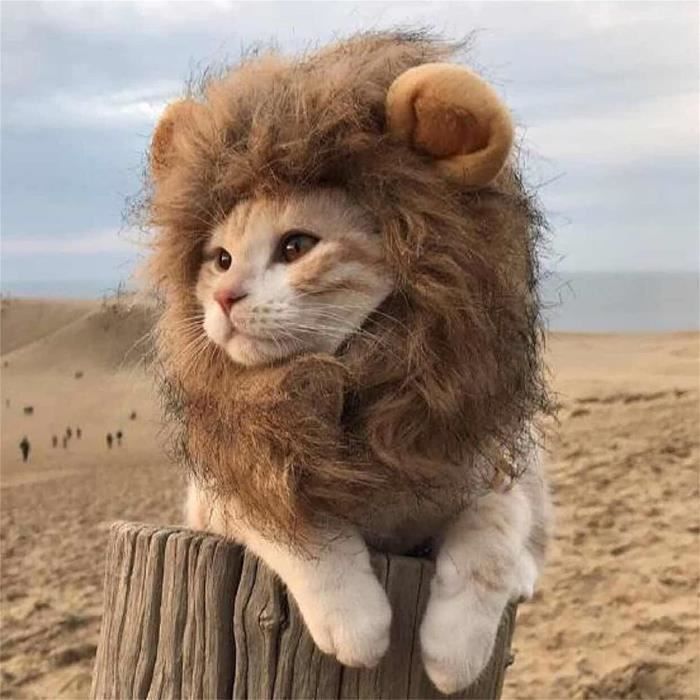 Perruques De Chat Perruque De Criniere De Lion Avec Oreillescostume D Animal De Compagnie D Halloween Costume De Chat De Chie 60 Cdiscount