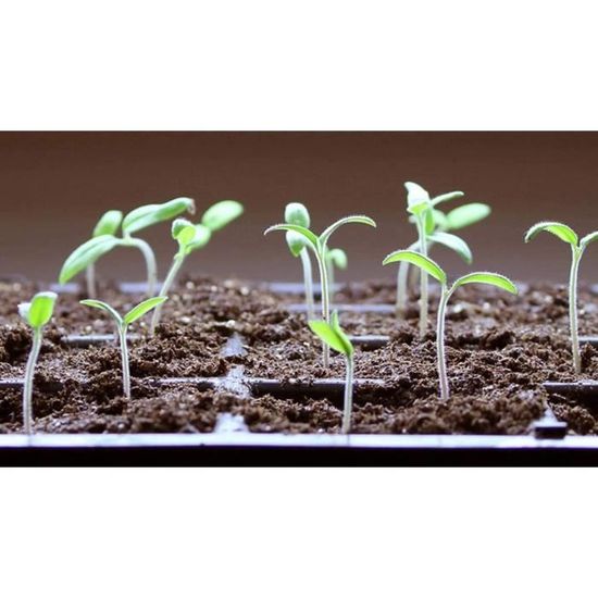 Serre à Semis KliKil - 3 Plateaux + 72 Pots - Mini Serre Intérieur/Extérieur Pour Jardinage