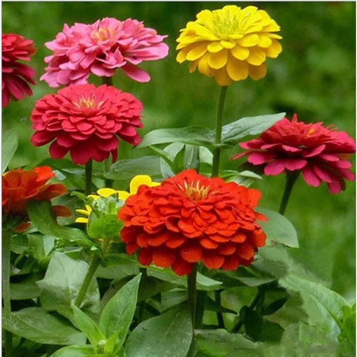 Zinnia chrysanthème semences balcon intérieur plantes en pot