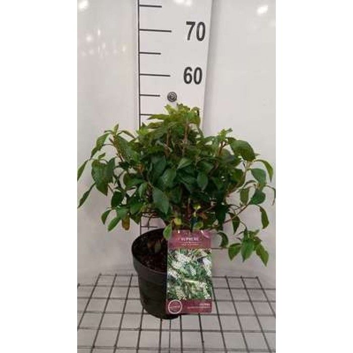 Clethra aln. Hummingbird Clthre Feuilles DAulnes 40 60 cm en pot