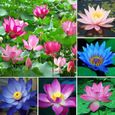 1 Sac de graines de lotus mini sans OGM graines de bol de lotus de bonsaï mélangé pour jardin 1-1