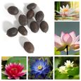 1 Sac de graines de lotus mini sans OGM graines de bol de lotus de bonsaï mélangé pour jardin 1-2