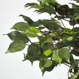 Plante Artificielle Figuier Pleureur Ficus Benjamina Vert 180 cm-3