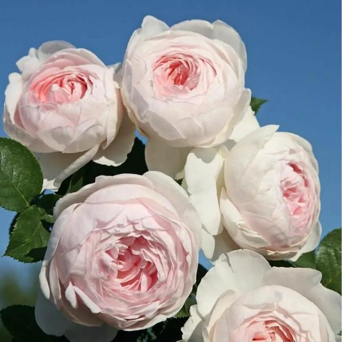 Rosier Tige Trs Parfum