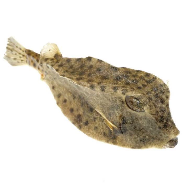 Leurre De Pêche Vintage Cotton Cordell - Howdy Boy - Poisson-lune Naturalisé 4 1/4 Pouces