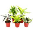 Mini-Plantes - Ensemble de 5 mini-plantes à feuilles vertes - Idéal pour les petits bols et verres - Baby-Plant dans un pot de 5,5-0
