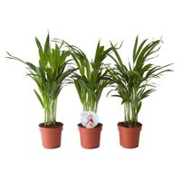 Plantes d'intérieur – 3 × Palmiste multipliant – Hauteur: 45 cm XE09
