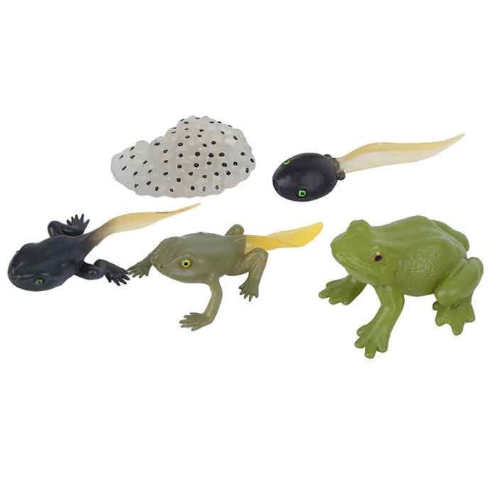 Noref Jouet Cycle de Croissance des Plantes Haricots Modèle Éducatif pour Enfants d'École, Cycle de Vie des Plantes Haricots, Jouet Éducatif Cycle de Vie des Plantes