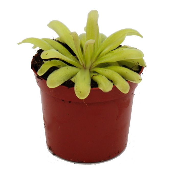 Starter Set Plantes Carnivores Exotenherz - 3 Plantes : Dionée, Drosera Et Pinguicula - Pot 9cm