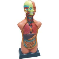 Set d'anatomie - 11 pièces - 50cm - Mixte - Enfant - Intérieur