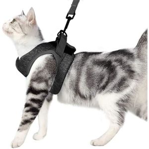 Collier Et Laisse Pour Chaton Cdiscount Collier Et Laisse Pour Chaton Cdiscount