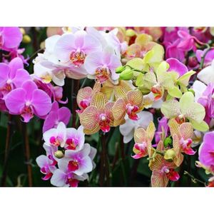 PUZZLE Puzzle De 1000 Pièces Pour Adultes-Orchidées, Fleu