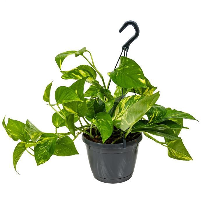 Scindapsus 'Aureum' dans un seul pot suspendu | Epipremnum - Plante d'intérieur D17 cm - H25 cm