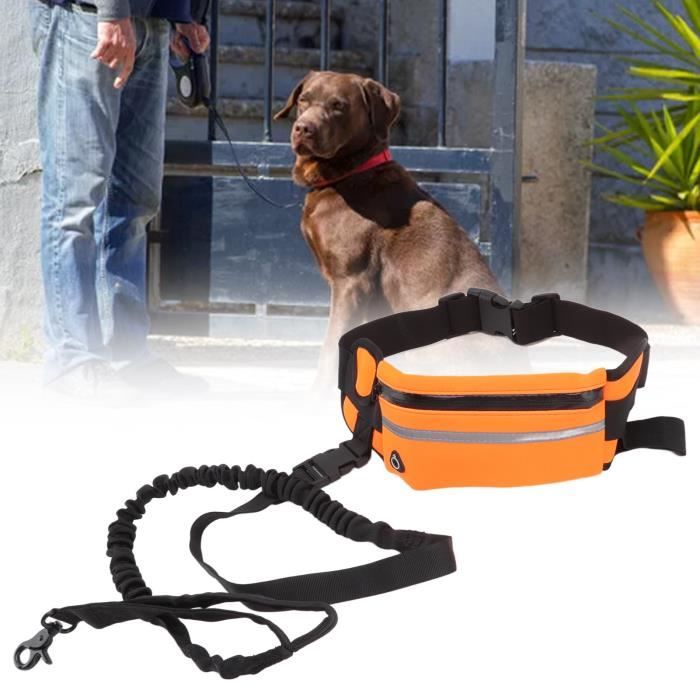 Animal Domestique Chien Vizsla - Photo Gratuite Sur Pixabay - Pixabay