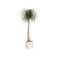 ELHO B.for Soft Pot de fleurs rond 35 - Blanc - Ø 35 x H 32 cm - intérieur - 100% recyclé-2