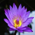 20 Pcs Graines de Lotus Facile à Planter Des Plantes À Fleurs Viable Intérieur Extérieur 4-0
