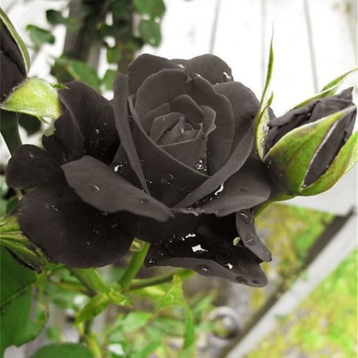 Version 100pcs rose - En Solde!!! 1000 Particules-Sac Chinois Noir Rose Amant Fort Parfumé Jardin Fleur Magnifique Coupée #87 #97