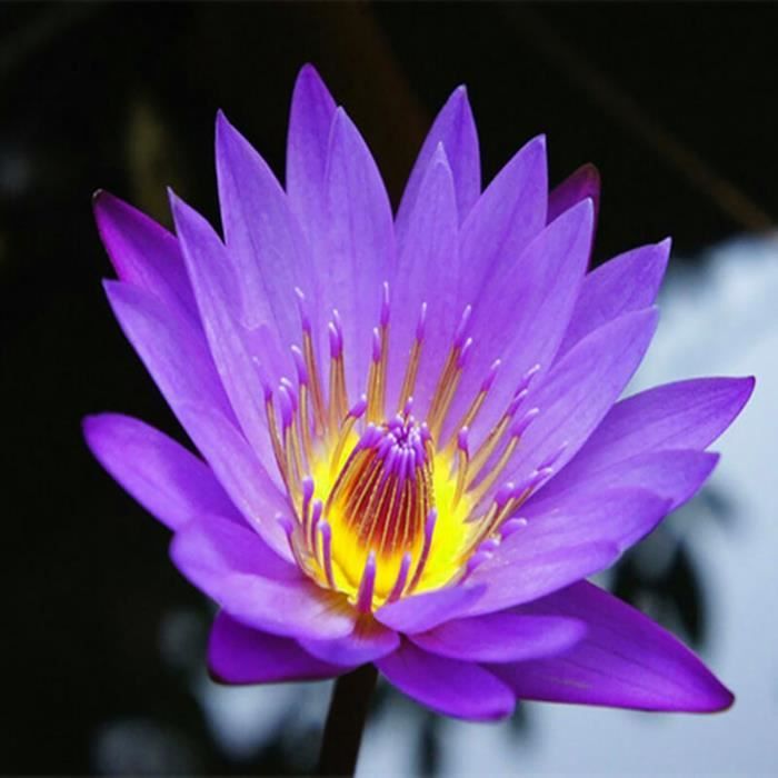 20 Pcs Graines de Lotus Facile à Planter Des Plantes À Fleurs Viable Intérieur Extérieur 4