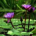 20 Pcs Graines de Lotus Facile à Planter Des Plantes À Fleurs Viable Intérieur Extérieur 4-1