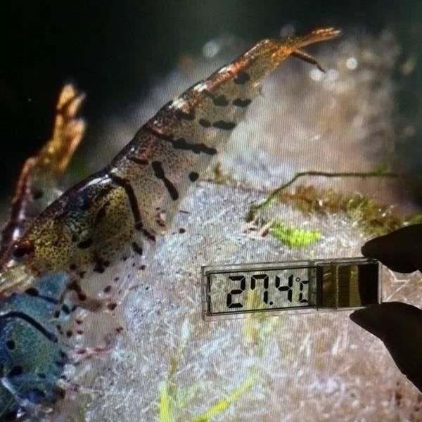 Multi-fonction LCD 3D numérique électronique température mesure poisson aquarium thermomètre thermomètre d'aquarium