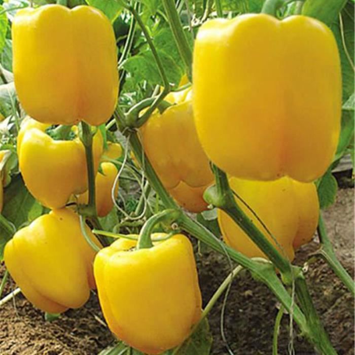 TEMPSA 100 Pcs Graines poivron jaune jardin maison légumes