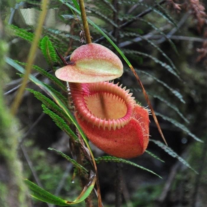 Facile /à Planter Graines de Nepenthes 600pcs ZqiroLt 600 Pcs Nepenthes Graines Jardin Balcon Patio Bonsa/ï Carnivore Pichet Plante Jardin D/écor Carnivore