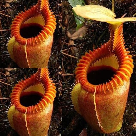 Facile /à Planter Graines de Nepenthes 600pcs ZqiroLt 600 Pcs Nepenthes Graines Jardin Balcon Patio Bonsa/ï Carnivore Pichet Plante Jardin D/écor Carnivore