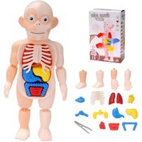 Jouets éducatifs De Bricolage, Modèles D'organes Humains,éducation à L'anatomie éducative 3D,jouets éducatifs Pour Enfants
