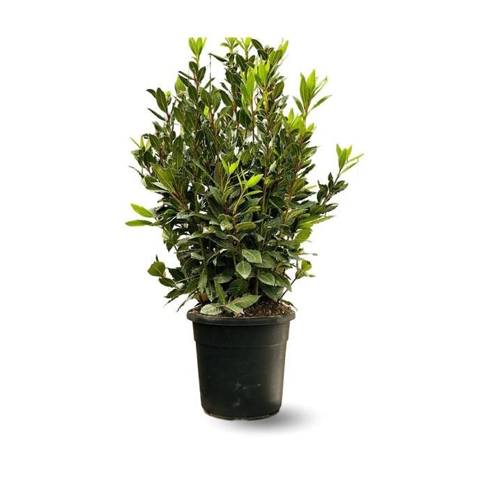 Laurier sauce 100 cm pot 24 Plante d'extérieur arbuste Laurus