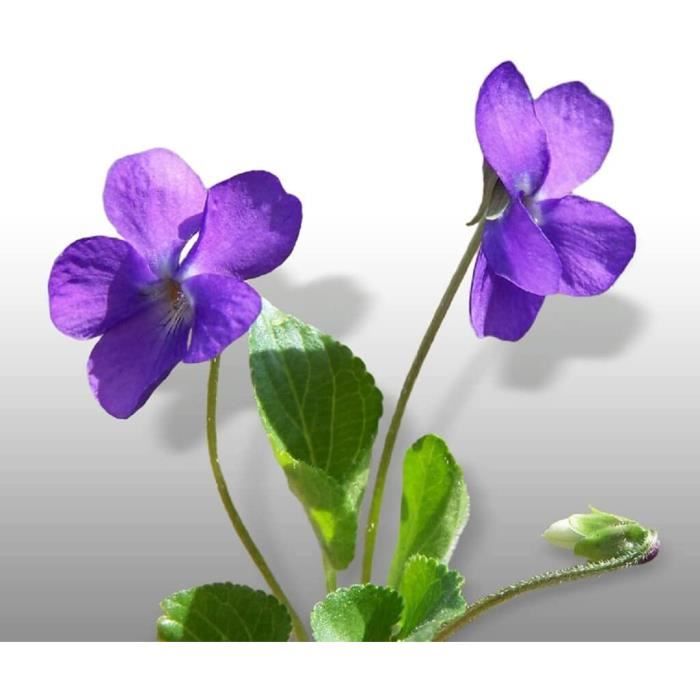 150 graines Fleurs - VIOLETTE - Viola ,[Z320] - Cdiscount Jardin