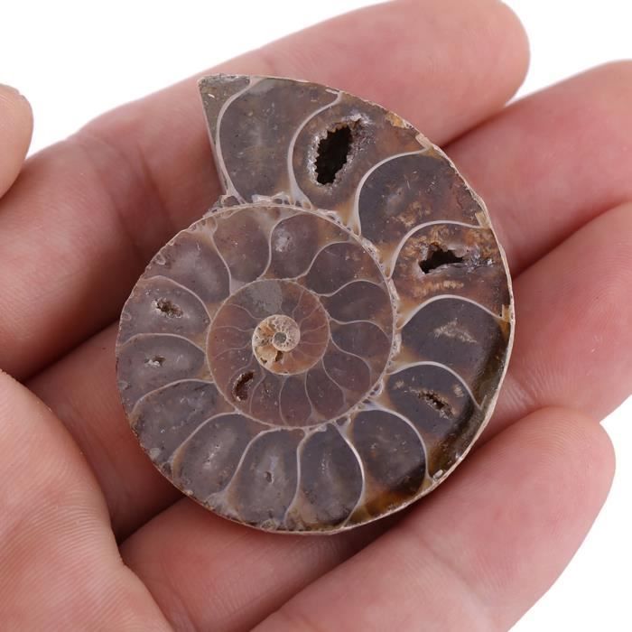 Ammonite Un Pezzo Madagascar 140gr 90mm | 19 - Foto 11