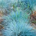 Fétuque bleue Festuca glauca 'Intense Blue'  Herbes de jardin à feuilles persistantes  Plante arbuste en pot-0