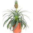 Ananas comosus 'Mi Amigo' – Plant d'ananas – Entretien facile – D12 cm – H30-35 cm-0
