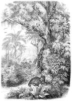papier peint panoramique jungle noir et blanc - 2 x 2,79 m - 158945