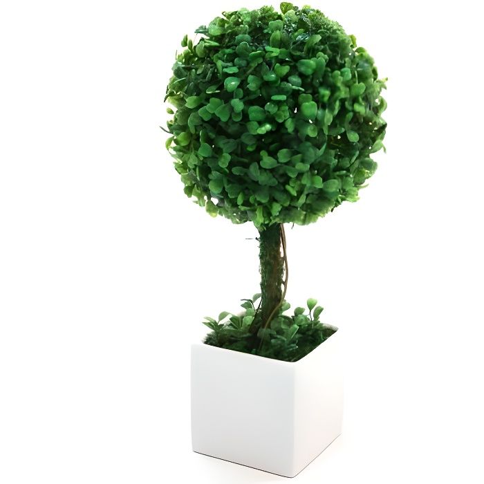 Comment Planter Un Buis Boule En Pot Boule De Buis En Pot Achat Vente Pas Cher
