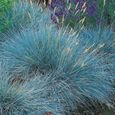 Fétuque bleue Festuca glauca 'Intense Blue'  Herbes de jardin à feuilles persistantes  Plante arbuste en pot-1
