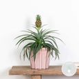 Ananas comosus 'Mi Amigo' – Plant d'ananas – Entretien facile – D12 cm – H30-35 cm-1