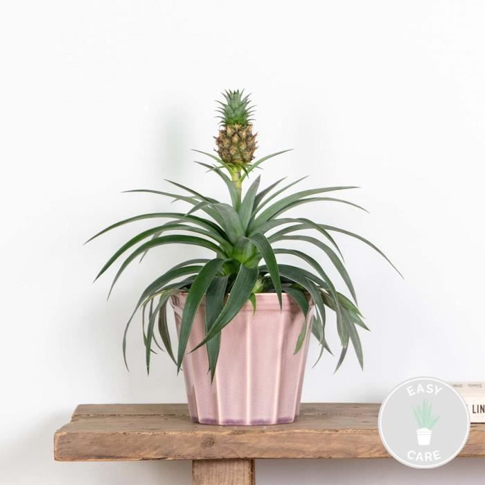 emotional support plants Crochet Emotional Support Potted Plant – Summit St Shop main image 0