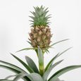 Ananas comosus 'Mi Amigo' – Plant d'ananas – Entretien facile – D12 cm – H30-35 cm-2