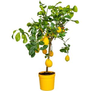 PLANTE POUSSÉE Citrus limon - Citronnier - Arbre fruitier - Persistant - D21 cm - H70-80 cm