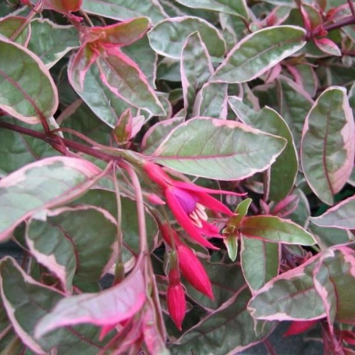 Fuchsia 'Tom West' - Fuschia nain panaché bicolore - Achat ...
