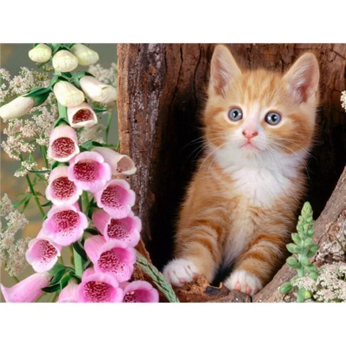 5D Peinture Diamant Chats Colorés Diamond Painting Kit Broderie Tableau 5D Peinture Diamant Chats Colorés Diamond Painting Kit Broderie Tableau