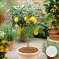 Citrus limon - Citronnier - Arbre fruitier - Persistant - D21 cm - H70-80 cm-1