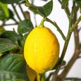 Citrus limon - Citronnier - Arbre fruitier - Persistant - D21 cm - H70-80 cm-3
