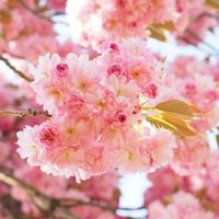 Arbre-Cerisier du Japon New Red-Pot de 15L - Tige 8/10-BELLEVUE DISTRIBUTION
