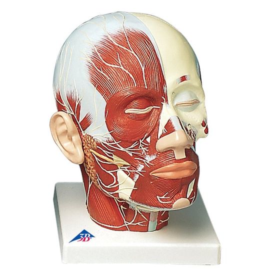 Affiche D'anatomie - Zones De Réflexologie Plantaire (pied) - Format 50 X 67 Cm - Papier Glacé 200 G - Outil Pédagogique Ou Décoration - 8