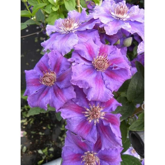 Clématite ashva godet - fleur violette - Cdiscount Jardin