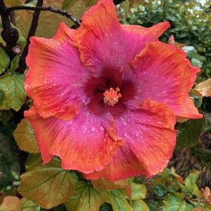 Kalash New 100PCS Hibiscus Graines de fleurs pour jardinage mélange bleu