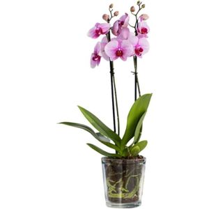 Cache-pot en ceramique a 3 orchidees fleurs Moon en blanc et argent